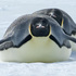 20110212124417-_fe__emperor_penguins
