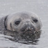 20110212124553-_fe__weddell_seal