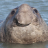 20110212124619-elephant_seal_small
