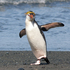 20110212124650-royal_penguin