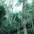 20110213103406-mata_nas_cercanias_de_itamarati_de_minas