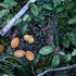 20110213111007-natureza_viva_com_frutos_de_cacau