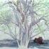 20110213111748-natureza_viva_com_sela