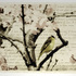 20110214034937-thelanguageofbirds