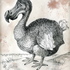 20110214110442-dodo120
