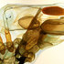 20110214143940-gchen_invasive_h