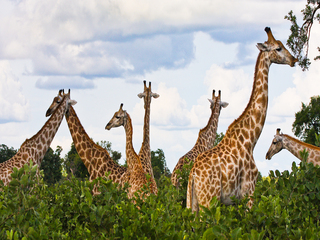 Giraffe Garden,Jeanne VanderPloeg
