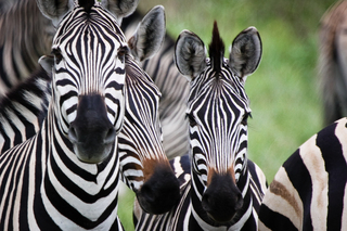 Stripes Watching,Jeanne VanderPloeg