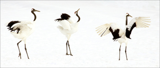 Crane Dance,Sue Carnahan