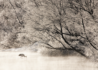 Solitude In Hoar Frost,Sue Carnahan