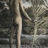 20110215200311-tribal_dreams_webview