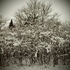 20110215232037-like_blak_and_withe