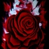 20110216010802-rose_on_fire