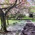 20110618060343-cherry_blossom_spring