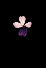 ,Stephen Eichhorn