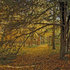 20110219165236-autumn_path