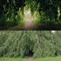 Treetree_sm