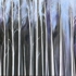 Birch_forest