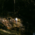 20110221205305-benriversoriginsdd9
