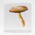 20110222135734-specimen01
