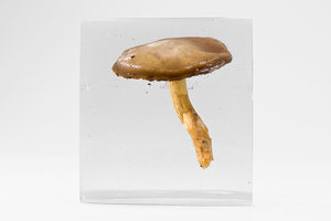 20110222135734-specimen01