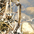 20110224145413-pan___bronze___2008