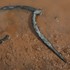 20110224150734-alan_s_muse___bronze___2007