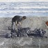 20110225071802-landscape_with_man_and_skeleton
