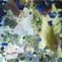Kluth_2008_fensterzumgarten_70x60
