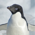 20110226162018-adelie_penguin