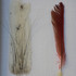 20110227103956-coexistence1