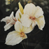 20110227121808-canna_lillies