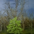 5_kew_gardens