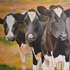 20110301123806-curious_trio_at_l-ranch