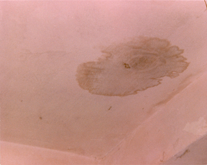 Pink Stain,Leigh Ledare