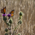 20110302141112-pacific_monarchs_0072