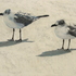 20110302195927-gulls_for_artslant_4_003-1