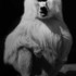 20110307231200-animal__59_