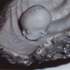 20110307233316-shell_kopie