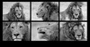 20110308163938-gallery-14