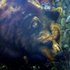 20110310191420-bear