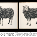 20110311090909-coleman-header_new