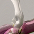 20110312112855-debra_kayata_apple_blossom_stretched_to_limit