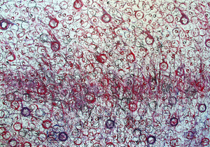 20110317114642-levity__red_circles1000x