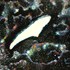 20110314013205-cardo
