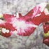 20110314212047-flowering_by_jee_young_choi__oil_on_canvas__48x60_