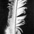 20110314215512-une_plume_blanche_1-15-09