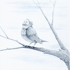Rb_northern_birdman_rests