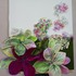 20110318142526-hydrangea_pic_1