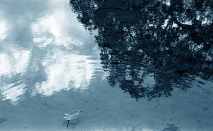 20110315182612-elusive17-lr